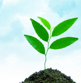 Foto: Fotolia Ein grünes Pflänzchen ragt aus der Erde