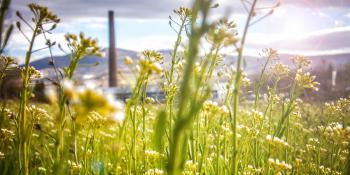 Blumenwiese