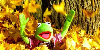 Frosch Kermit sprint aus Laub