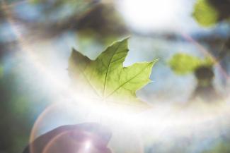 Foto: Markus Spiske on Unsplash Blatt in Hand